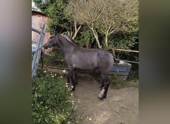 Cruzado, Semental, 1 año, Tordo