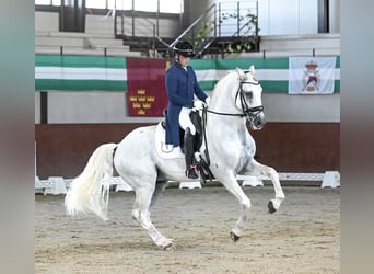 Cruzado, Semental, 1 año, Tordo