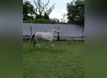 Cruzado, Semental, 3 años, 154 cm, Perla