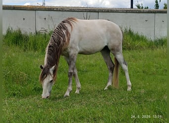 Cruzado, Semental, 3 años, 154 cm, Perla