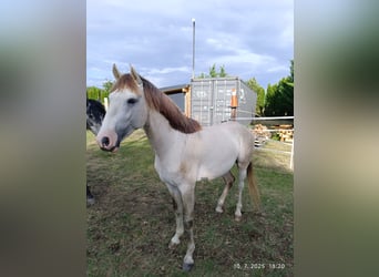 Cruzado, Semental, 3 años, 154 cm, Perla