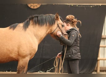 Cruzado, Semental, 3 años, 157 cm