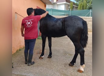 Cruzado, Semental, 4 años, 157 cm, Negro