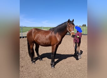 Cruzado Mestizo, Semental, 4 años, 162 cm, Castaño
