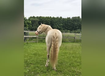 Cruzado, Semental, 7 años, 160 cm, Cremello