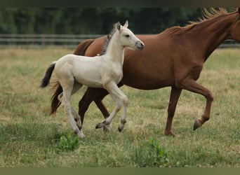 Cruzado, Semental, Potro (04/2026), 158 cm, Buckskin/Bayo