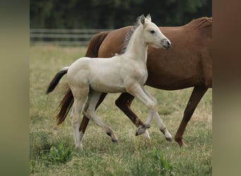 Cruzado, Semental, Potro (04/2026), 160 cm, Buckskin/Bayo