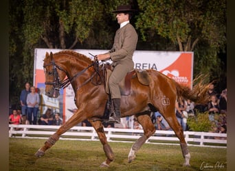 Cruzado, Stallion, 11 years, 15,2 hh, Chestnut-Red