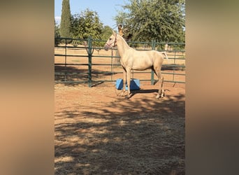 Cruzado, Stallion, 1 year, 14.3 hh, Pearl