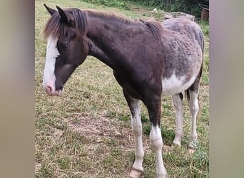 Cruzado, Stallion, 1 year, 15,1 hh, Overo-all-colors
