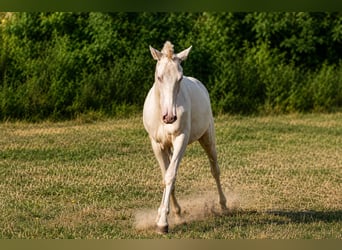 Cruzado, Stallion, 1 year, Cremello