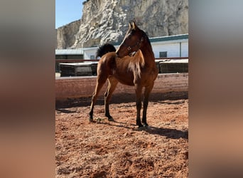 Cruzado, Stallion, 2 years, Brown