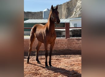 Cruzado, Stallion, 2 years, Brown