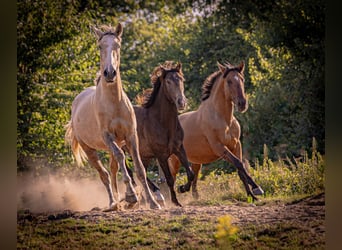 Cruzado, Stallion, 3 years, 15.1 hh