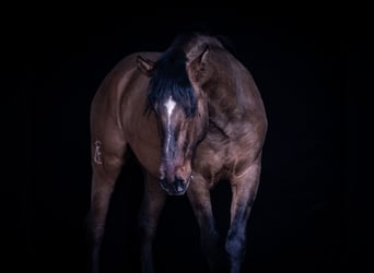 Cruzado, Stallion, 3 years, 15.1 hh