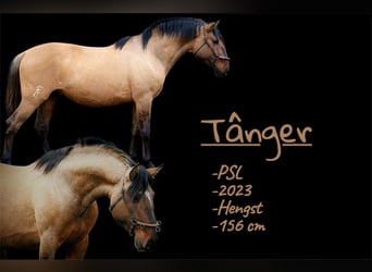 Cruzado, Stallion, 3 years, 15.1 hh