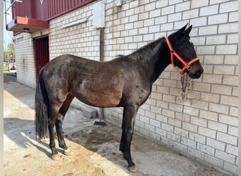 Cruzado Mix, Stallion, 3 years, 15.2 hh, Bay-Dark