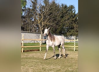 Cruzado, Stallion, 3 years, 15 hh, Pearl
