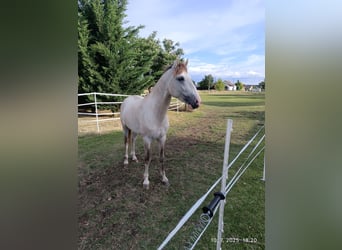 Cruzado, Stallion, 3 years, 15 hh, Pearl