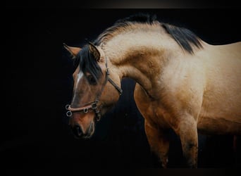Cruzado, Stallion, 3 years, 15,1 hh