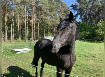 Cruzado, Stallion, 3 years, 15,1 hh, Black