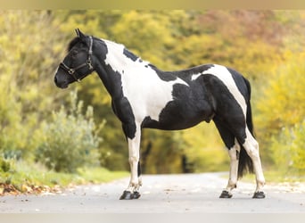 Cruzado, Stallion, 4 years, 15 hh, Pinto