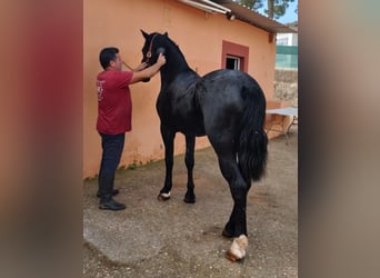 Cruzado, Stallion, 4 years, 15,1 hh, Black