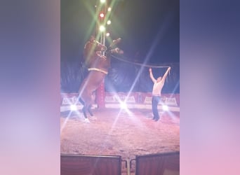 Cruzado, Stallion, 6 years, 15,2 hh, Brown