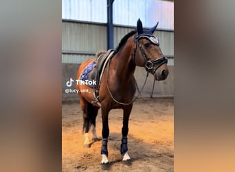 Cruzado Mix, Stallion, 8 years, 14.3 hh, Smoky-Black