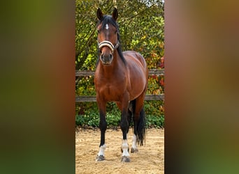 Cruzado Mix, Stallion, 8 years, 14.3 hh, Smoky-Black