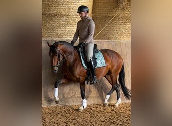 Cruzado Mix, Stallion, 8 years, 14.3 hh, Smoky-Black