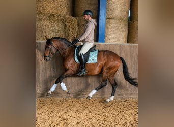 Cruzado Mix, Stallion, 8 years, 14.3 hh, Smoky-Black
