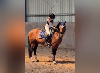 Cruzado Mix, Stallion, 8 years, 14.3 hh, Smoky-Black