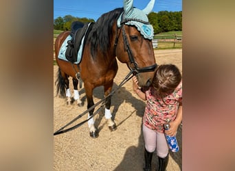 Cruzado Mix, Stallion, 8 years, 14,3 hh, Smoky-Black