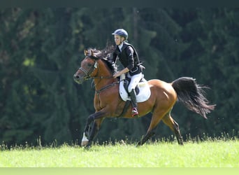 Cruzado, Stallion, 13 years, 14,2 hh, Brown