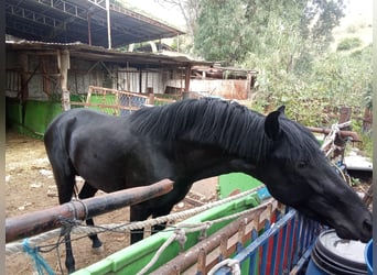 Cruzado, Stallion, Foal (01/2026), 15.2 hh, Black
