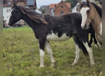 Cruzado, Stallone, 1 Anno, 155 cm, Overo-tutti i colori