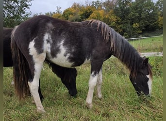 Cruzado, Stallone, 1 Anno, 155 cm, Overo-tutti i colori