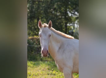 Cruzado, Stallone, 1 Anno, 165 cm, Cremello