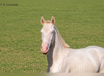 Cruzado, Stallone, 1 Anno, Cremello