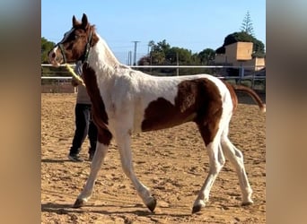Cruzado, Stallone, 2 Anni, 149 cm, Grigio