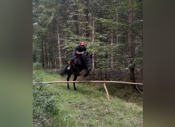 Cruzado, Stallone, 4 Anni, 164 cm, Morello