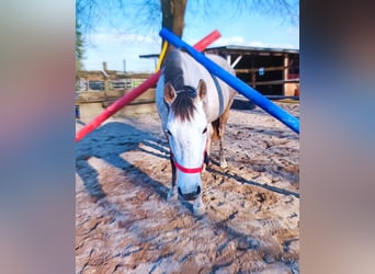 Cruzado, Stute, 10 Jahre, 145 cm, Cremello