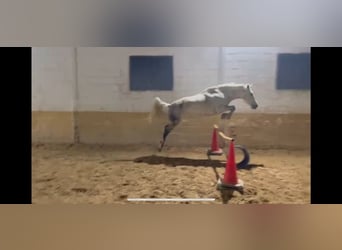 Cruzado, Stute, 10 Jahre, 145 cm, Schimmel