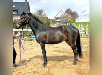 Cruzado, Stute, 10 Jahre, 153 cm, Schwarzbrauner
