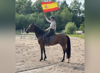 Cruzado, Stute, 10 Jahre, 157 cm, Brauner