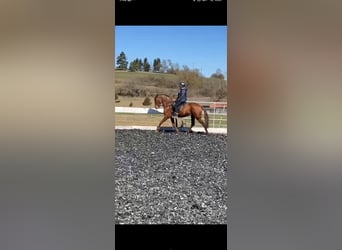 Cruzado, Stute, 10 Jahre, 158 cm, Fuchs