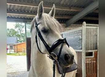 Cruzado, Stute, 10 Jahre, 158 cm, Schimmel