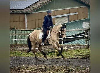 Cruzado, Stute, 10 Jahre, 160 cm, Falbe
