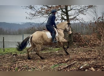 Cruzado, Stute, 10 Jahre, 160 cm, Falbe